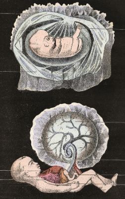 Embryo Drawing