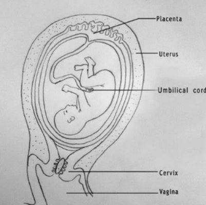 Fetus In Womb Drawing Ideas