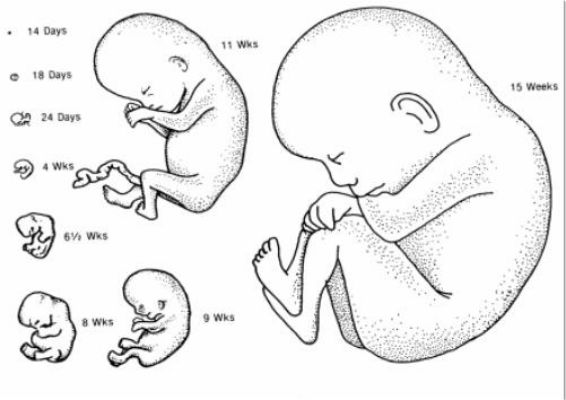 How To Draw A Fetus