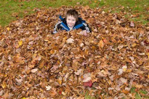 Play in a pile of leaves