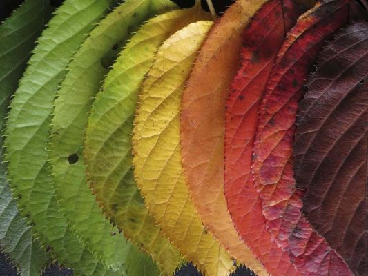 Tips for Selecting the Perfect Leaves