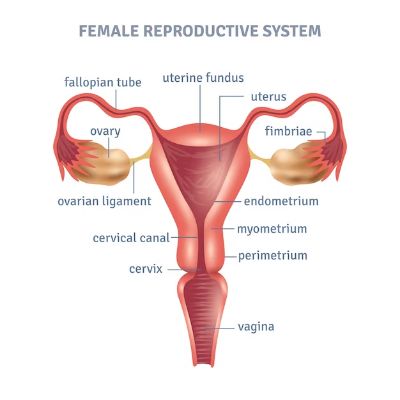 female productive system