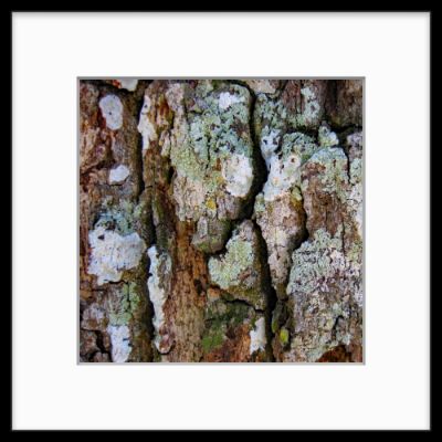 grass, rocks, or tree bark