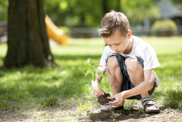 Plant a Tree in the Child's Name