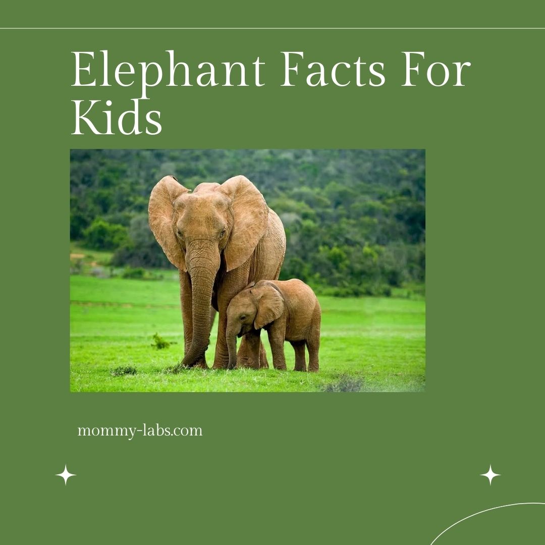 Elephant Facts For Kids