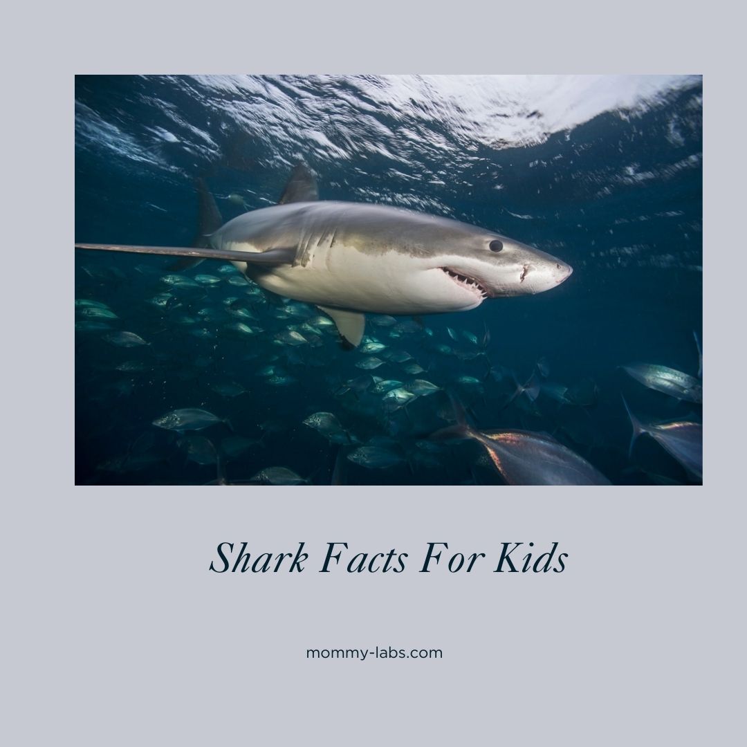 Shark Facts For Kids